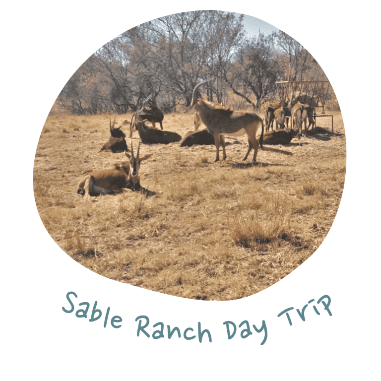 Modderfontein Reserve Hiking Guide - The Scribs and Nibs