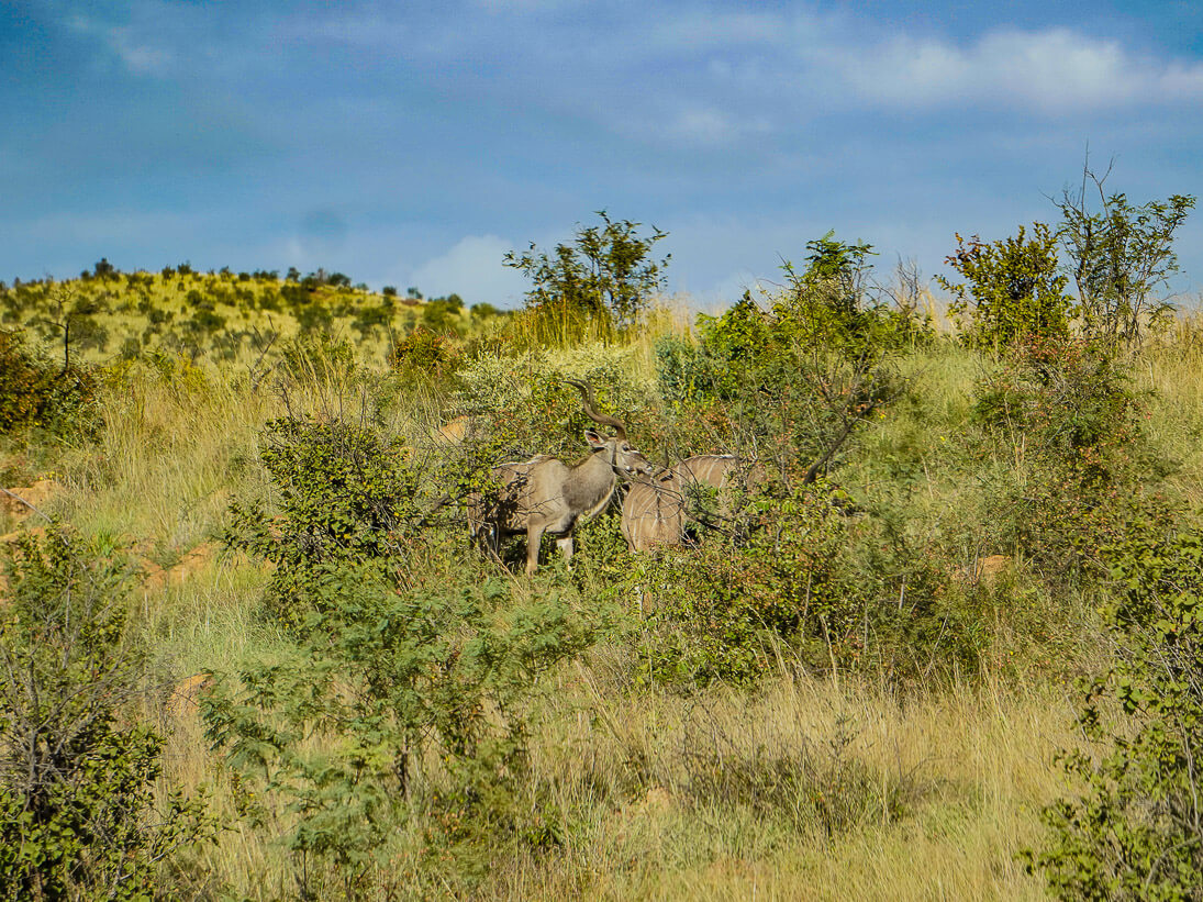 Pilanesberg Safari Day Trip: 2 Hours From Joburg - The Scribs And Nibs