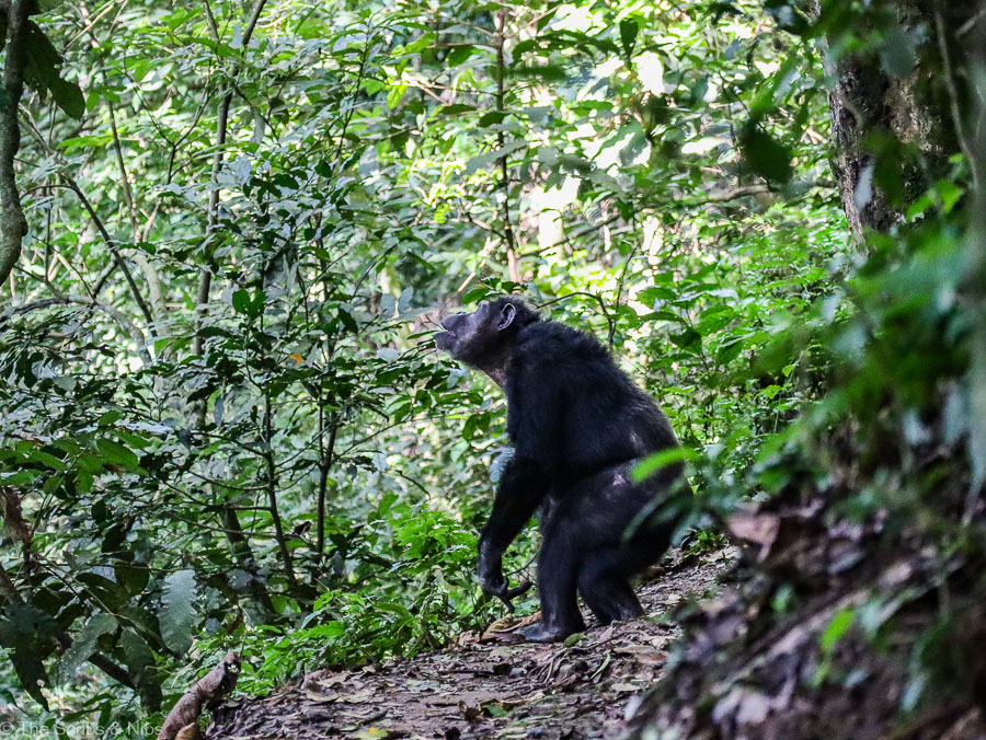 Chimpanzees in Nyungwe National Park Cyamudongo area